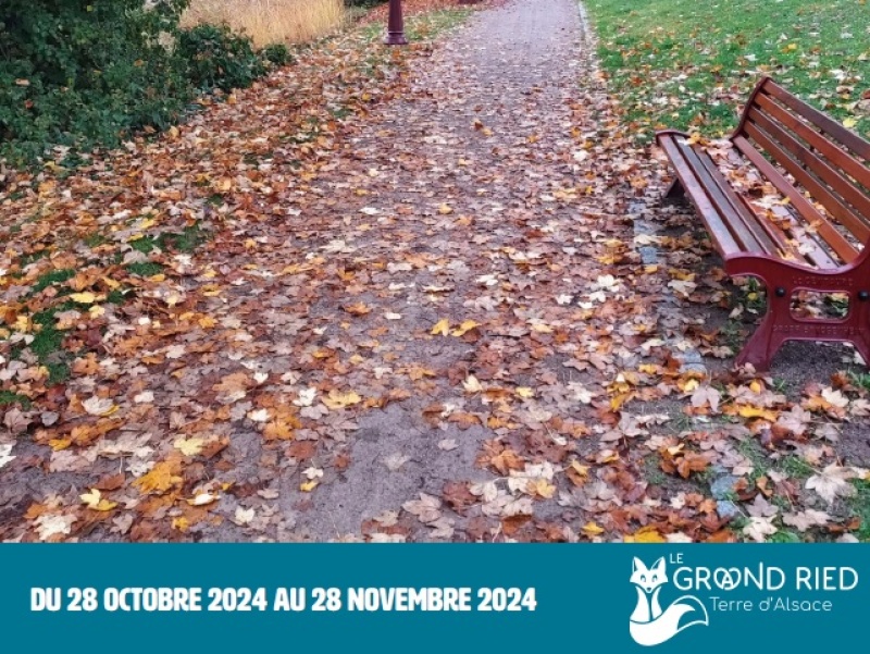 Manifestations du mois de novemebre dans le Grand Ried